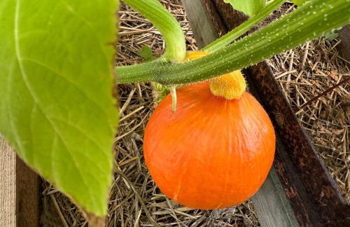 Fewo Horst_ grün. - Foto 25