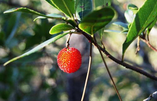 Casa das Oliveiras - Foto 19