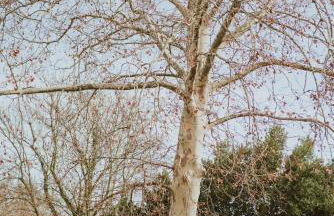 Cuna House - Foto 39