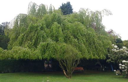 romagnoli family cottage - Foto 26