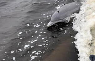 House With A BoatYour Private Waterfront Resort - Foto 9