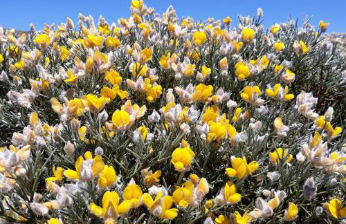 Melro-d' água - Foto 36