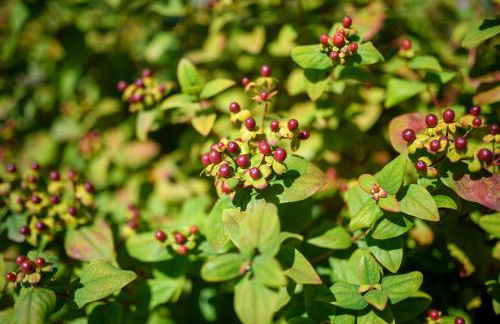 Afonso's House Gerês I - Foto 8