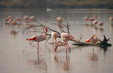 Rêves d'Ô en Camargue, clim réversible, parc naturel - Photo 19