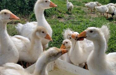 Siedlisko Jelonki - Foto 53