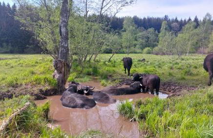 Helle, lichtdurchflutete Ferienwohnung im Herzen des Bayerischen Waldes, Nationalparknähe - Foto 30