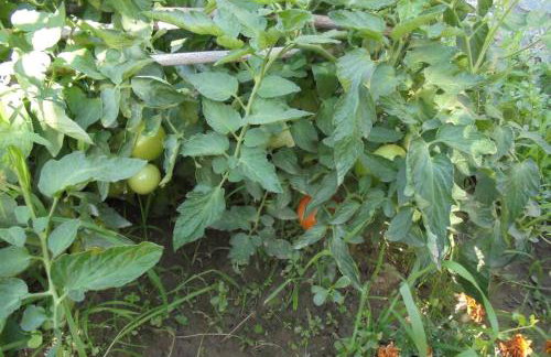 Periklis Guesthouse Anavriti. - Foto 35