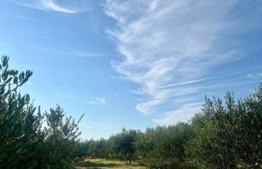 Villa Maslina - Photo 8