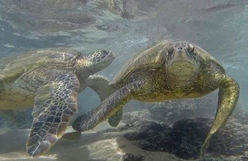 Oceanfront Remodeled-30 Feet to Ocean-Central AC-Highly Sought After - Foto 46