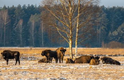 Lipowy Zakątek to miejsce bez gospodarzy i na wyłączność - Foto 29