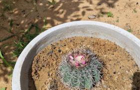 Espaço incrível com piscina proximo a Genipabu - Foto 12