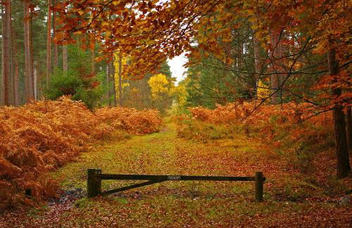 Shepherds Hut with Hot Tub - Foto 27