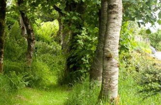 Clonaslee House - Foto 30