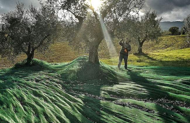 Agriturismo Casa Greppo - L'Ulivo - Foto 59