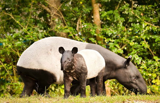 Entrada al Zoo de Miami - Foto 5