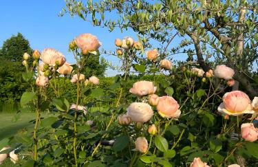* * * * * Splendida casa di campagna - Photo 29