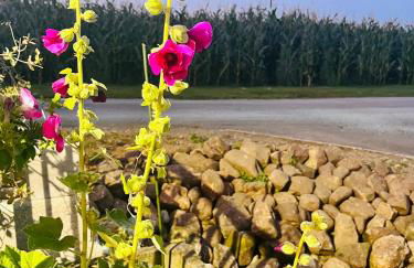 The Honeysuckle Coop - Foto 61