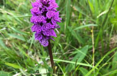 Drumguish Cottage - Foto 49