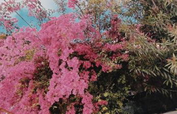 La casa Rosa - Foto 40