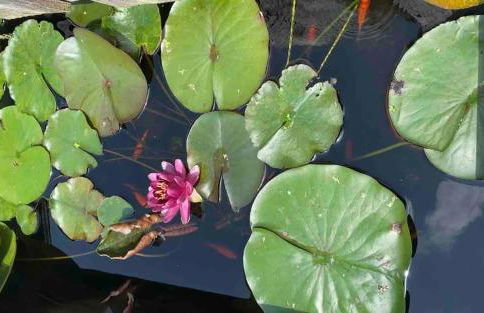 The Varnadoe Villa- Farm Stay - Foto 22