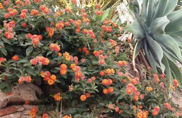 Private pool in Lecrin 30 min Granada/beach - Foto 32