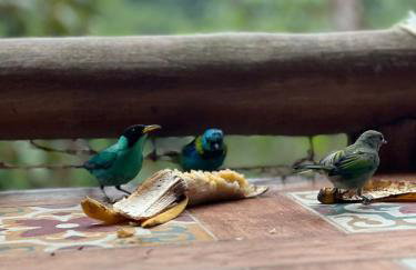 Chalé e Suite Manacá - Foto 41