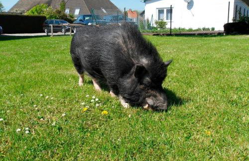Ferienhof Manowski Nr1 - Foto 12