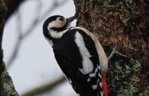 Historical North Cottage in Old Deer - Photo 38