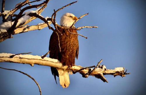 Luxury Living at The Eagles Perch Palmer AK - Foto 18