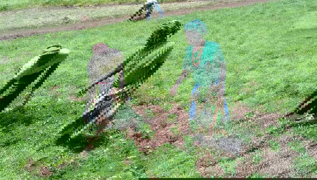 Campesinos senegaleses