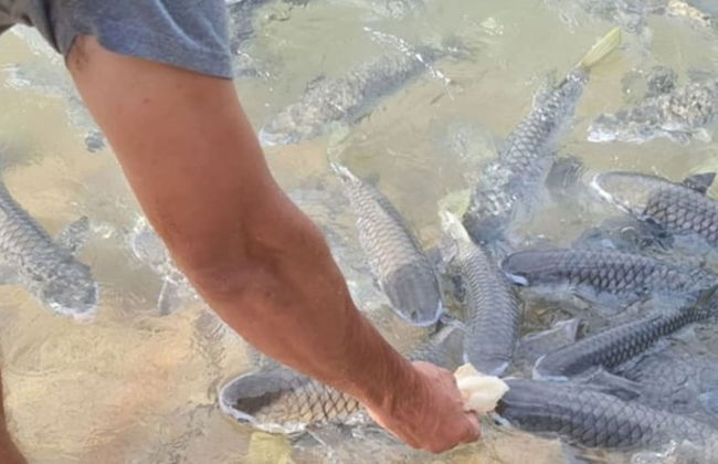 Urbanretreat Modern Outdoor Dining Backyard - Foto 26