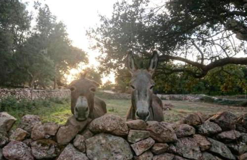 Eco Lodge nella natura Con Piscina privata "La Grande Quercia" - Foto 30