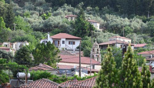 Art Flowers and Culture - Foto 5