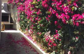 Paraiso das Flores - Foto 13