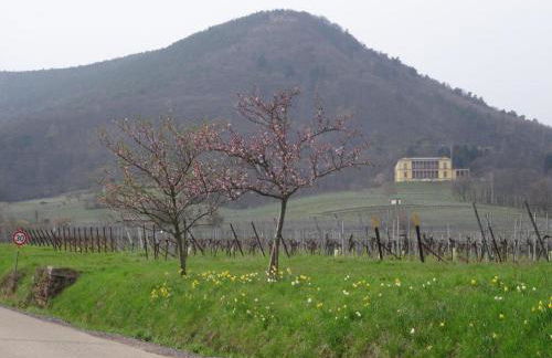 Phönix aus der Asche - Foto 29