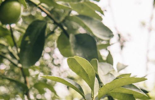 Sitio só Alegria com roupas de cama e banho - Foto 52
