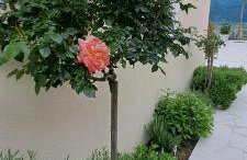 KUĆA U PRIRODI LI - Foto 11