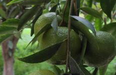 Garden house - Photo 73