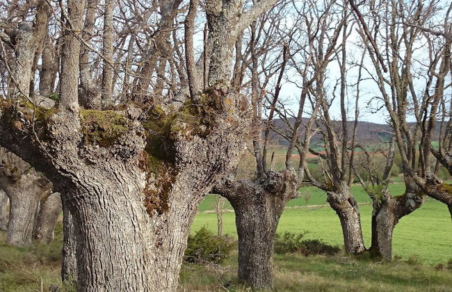 Finca Santa Eufemia - Foto 20