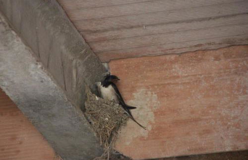 Fattoria Belvedere - Foto 26