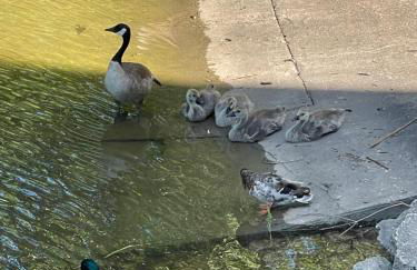 STAIRS OPTIONAL! Lakefront! Pool! On Water! Convenient Fishing! - Photo 53