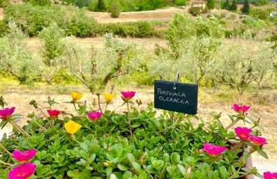 Agriturismo La Pineta - Foto 19