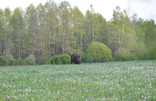Ciche Podlasie - Foto 16