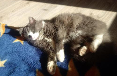 Zakątek Szczęścia Eko Agroturystyka - Foto 36