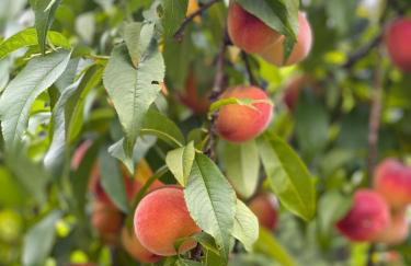 Private Oasis Near Lake Michigan & Warren Dunes! - Foto 33