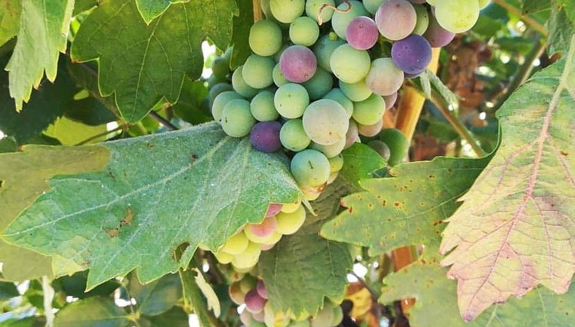 Tour of Algarve Wineries - Foto 3