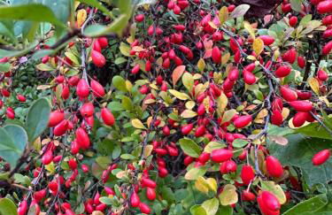 Casa Delfina - Foto 55