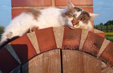 Agroturystyka Przy Siole Budy - Foto 12