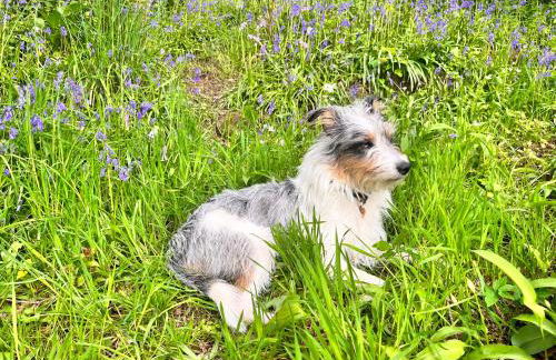 Stable Cottage, Gartocharn, Loch Lomond - Foto 30