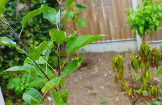 Spacious 4BR house, 2 en suites with garden & on-site parking - Foto 19